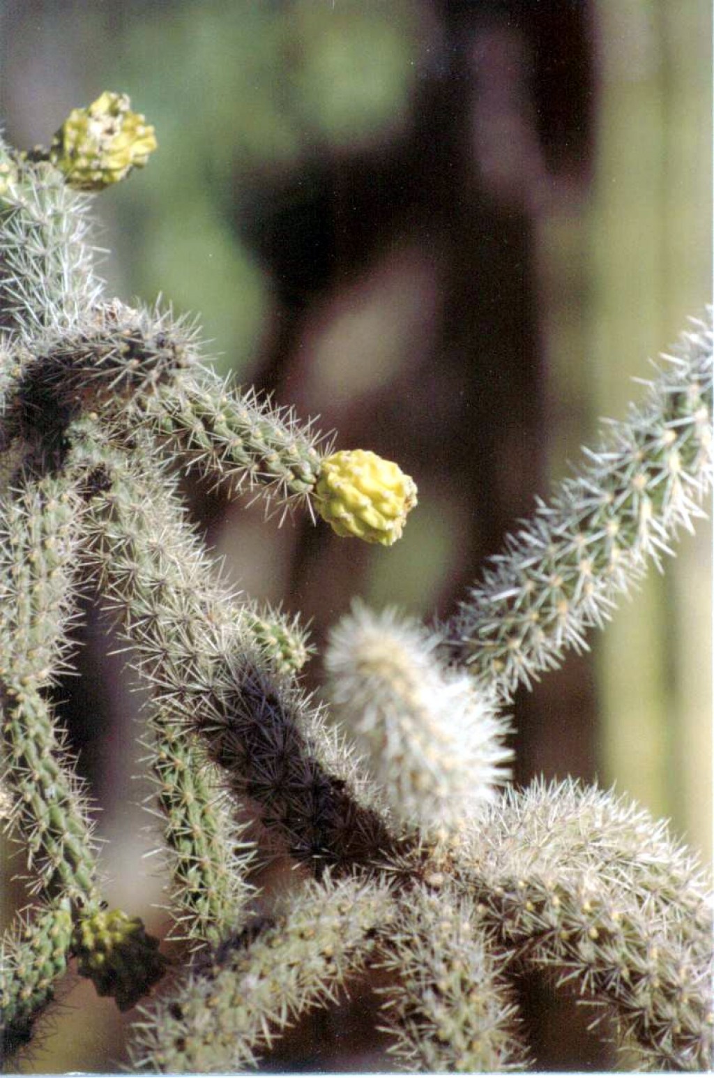 The flowers were beautiful on the teddy bear cholla.